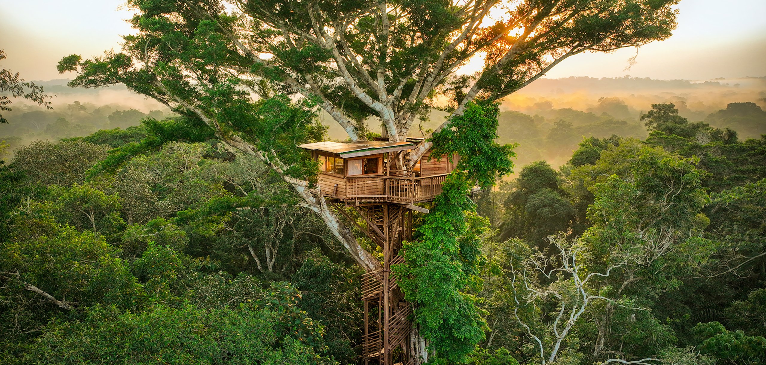 A treehouse nestled among a jungle of trees beneath a misty, warm sky
